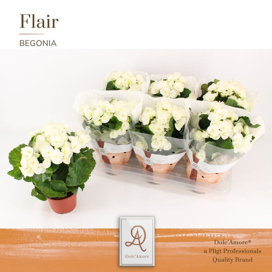 Begonia el. Clara 31cm 14cm Pot