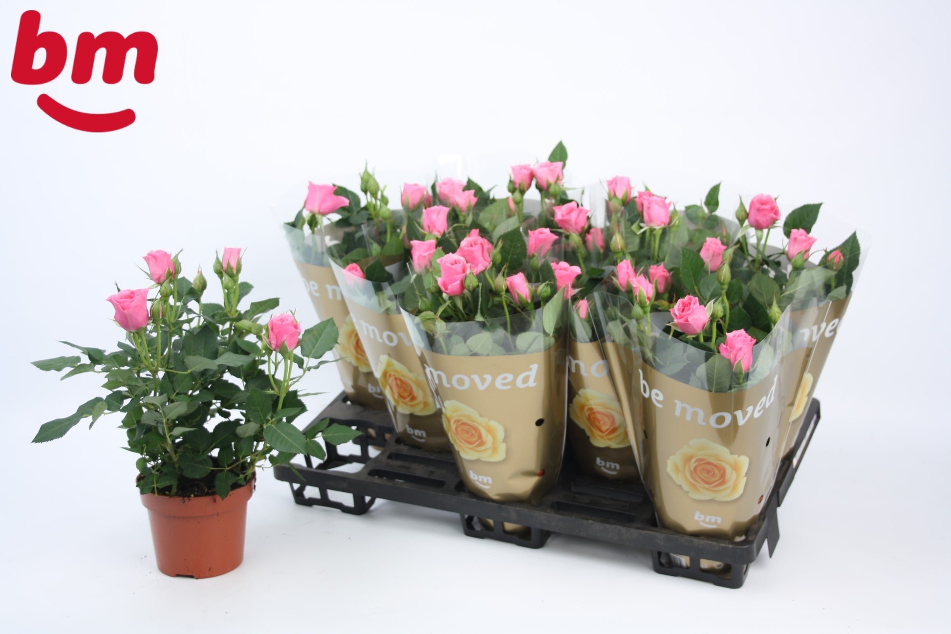 Rosa Beau Monde dark pink 28cm 12cm Pot