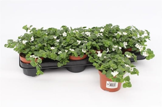 Sutera cor. (Bacopa) White Showers 15cm 510cm Pot