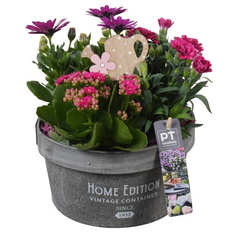 PTPP7016 Arrangementen Perkplanten 24cm 20cm Pot