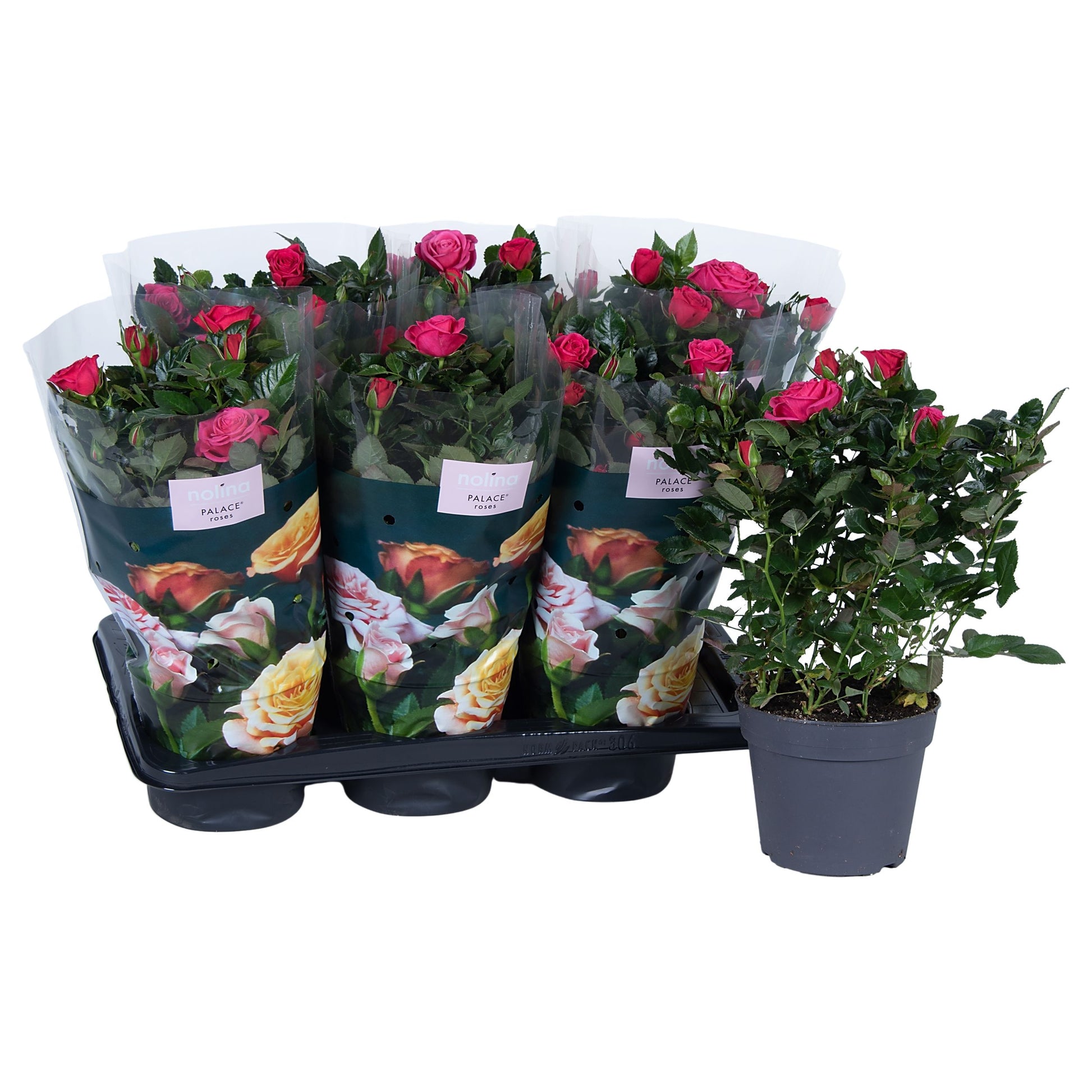 Rosa Palace dark pink 45cm 17cm Pot