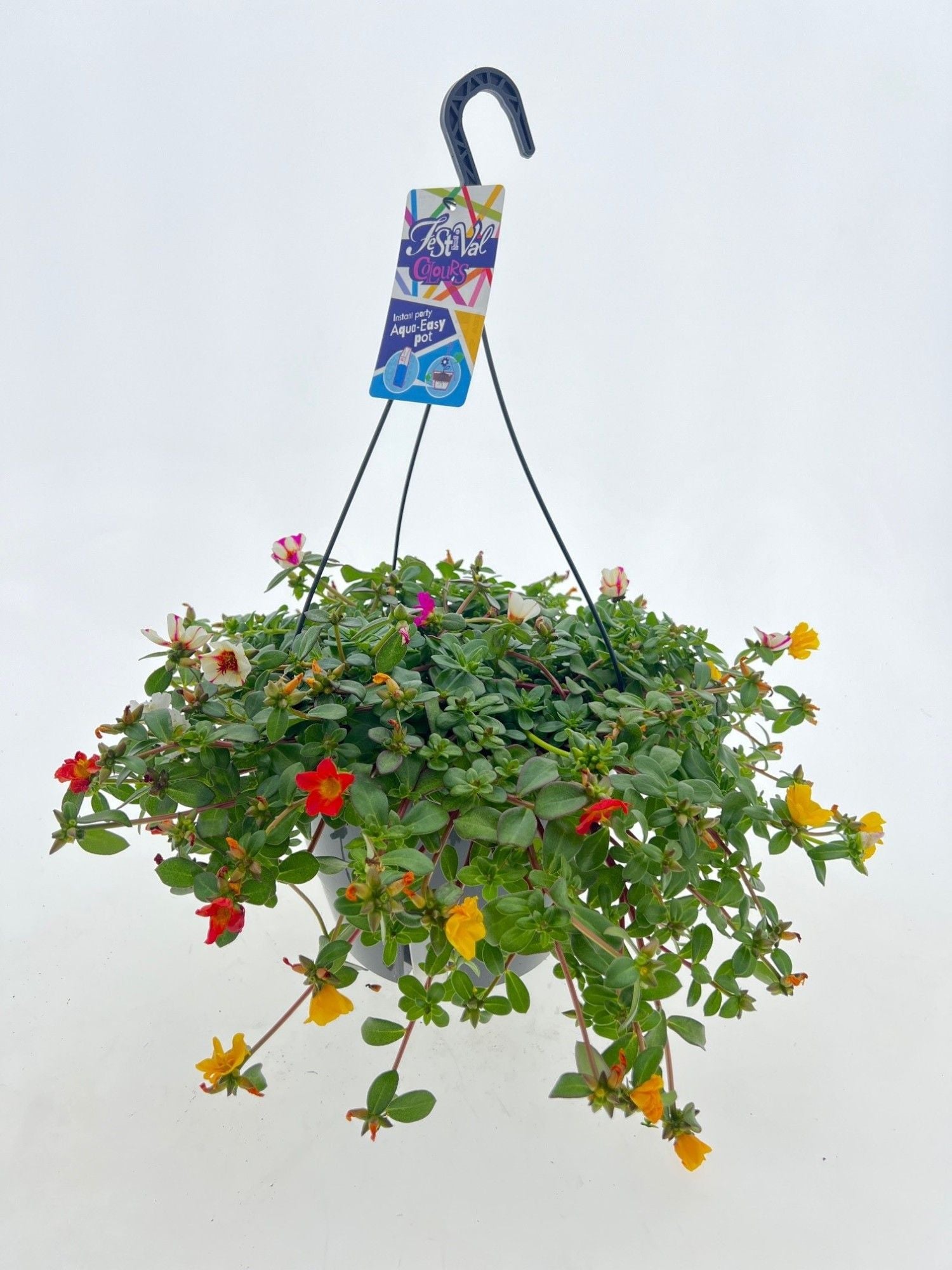 Portulaca carnaval 50cm 27cm Pot