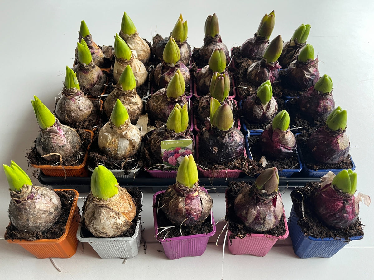 Hyacinthus mix 13cm 7cm Pot