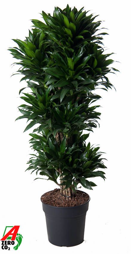 Dracaena fragrans Compacta branched 130cm 31cm Pot