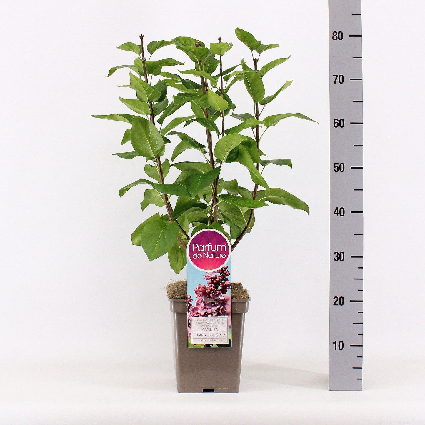 Syringa vulgaris 50cm 23cm Pot
