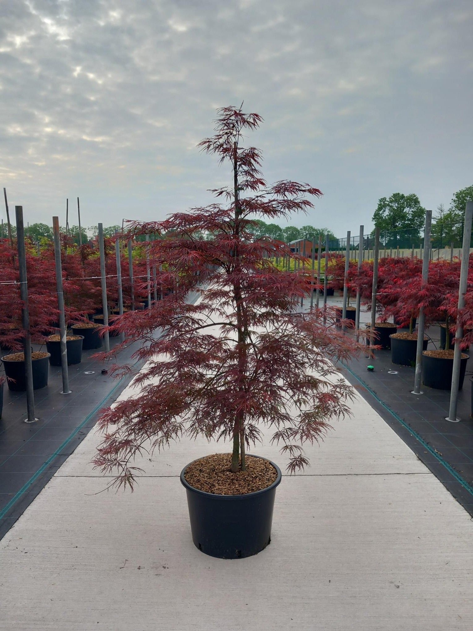 Acer palm. Garnet 140cm 45cm Pot