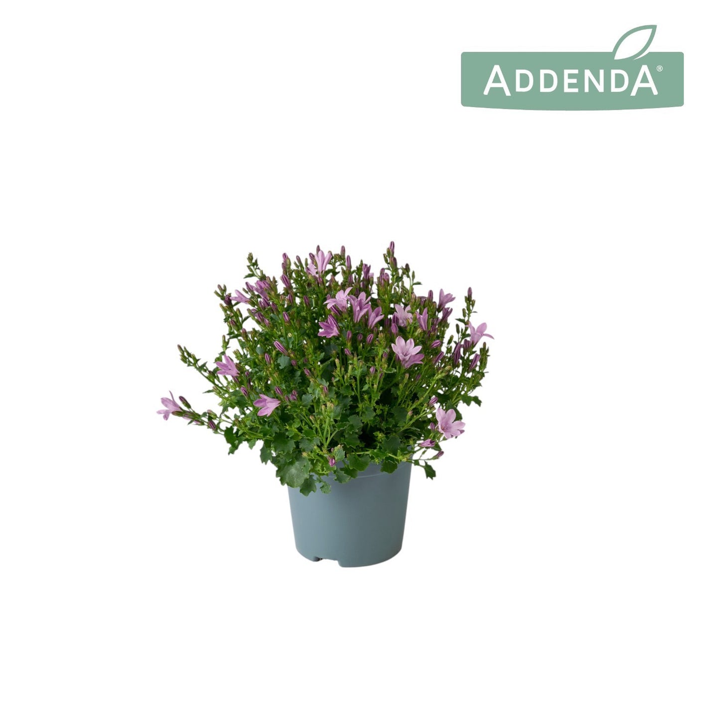 Campanula Ambella pink 17cm 10.5cm Pot