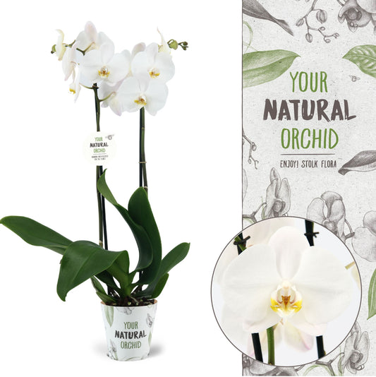 Phalaenopsis Cambridge 65cm 12cm Pot