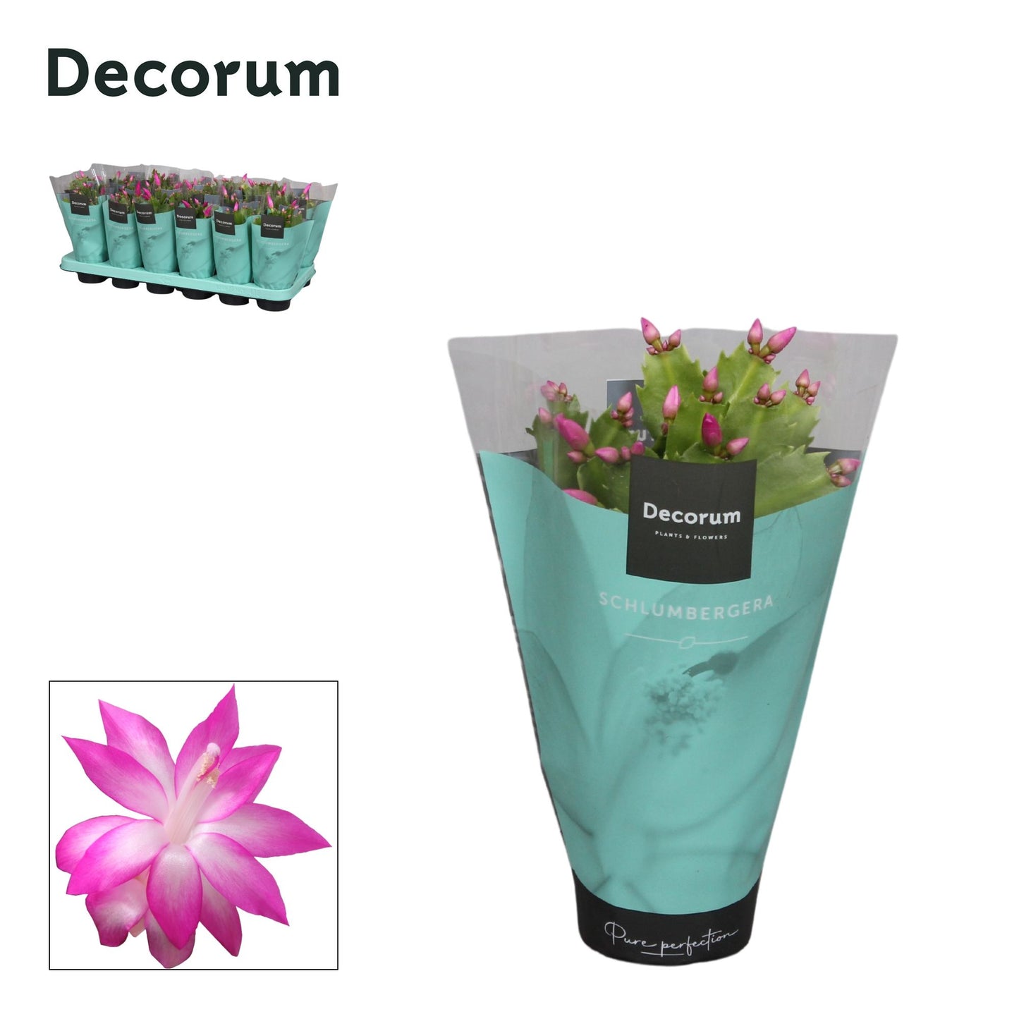 Schlumbergera pink 18cm 9cm Pot