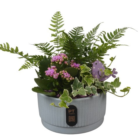 PTIB5114 Arrangementen kamerplanten 19cm 16cm Pot
