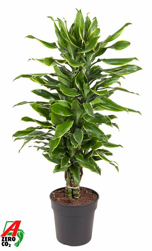 Dracaena fragrans Golden Coast branched 90cm 24cm Pot