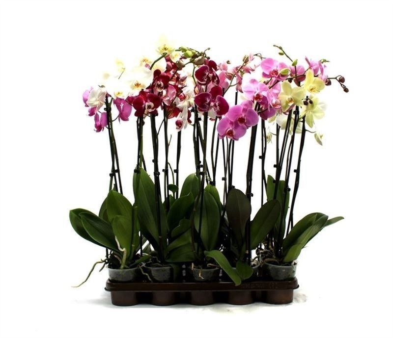 Phalaenopsis mix A2 75cm 12cm Pot