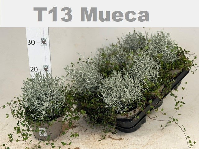 Leucophyta brownii 27cm 13cm Pot