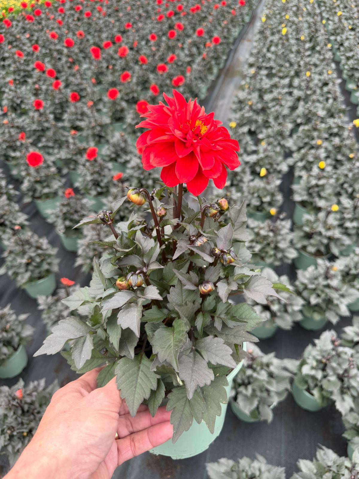 Dahlia Happy Days Red 50cm 17cm Pot
