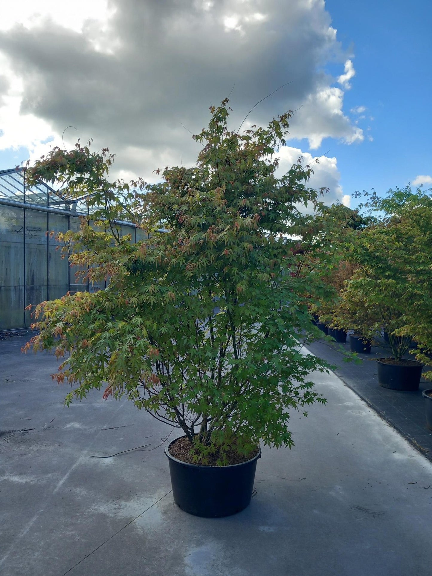 Acer palmatum 800cm 90cm Pot