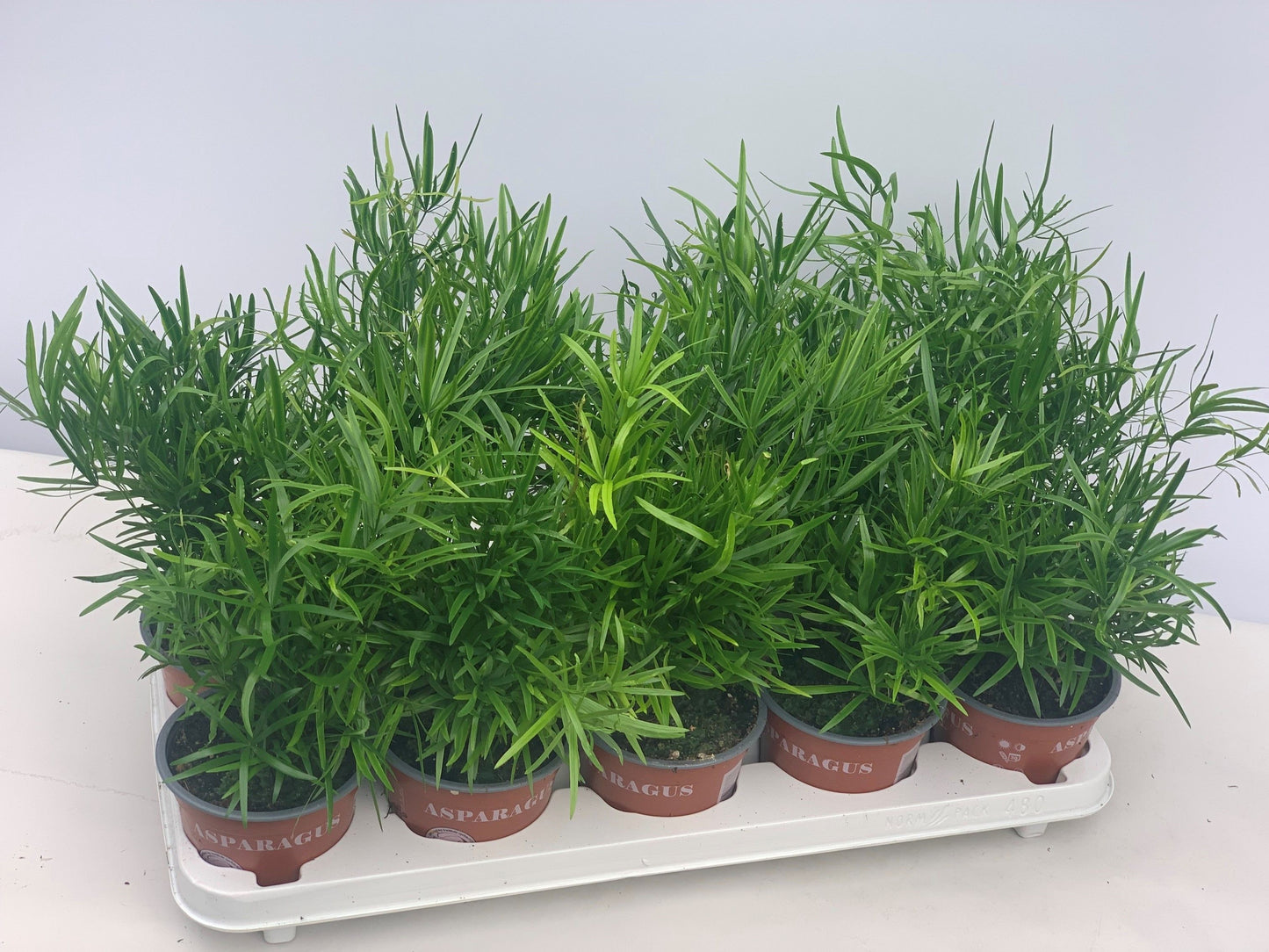Asparagus falcatus 35cm 12cm Pot