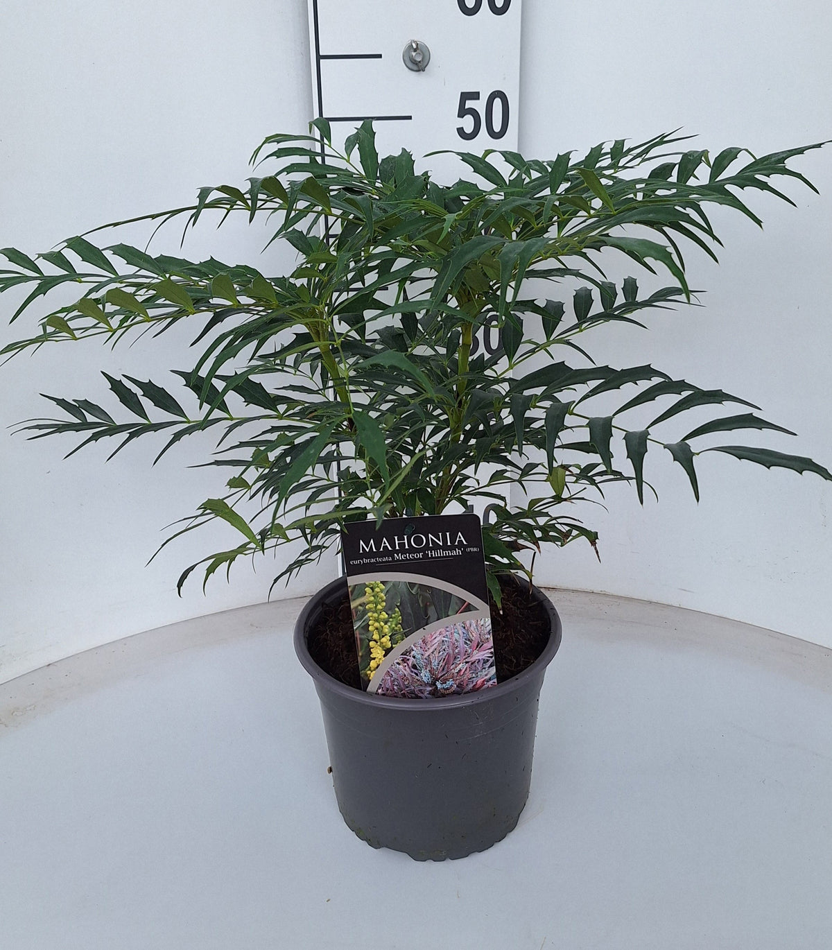 Mahonia 50cm 21cm Pot