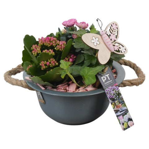 PTPP6838 Arrangementen Perkplanten 22cm 18cm Pot