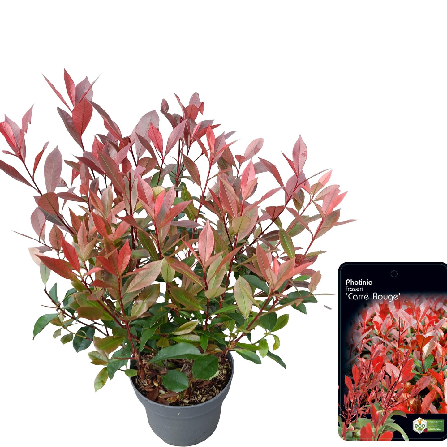 Photinia Carre Rouge 80cm 23cm Pot