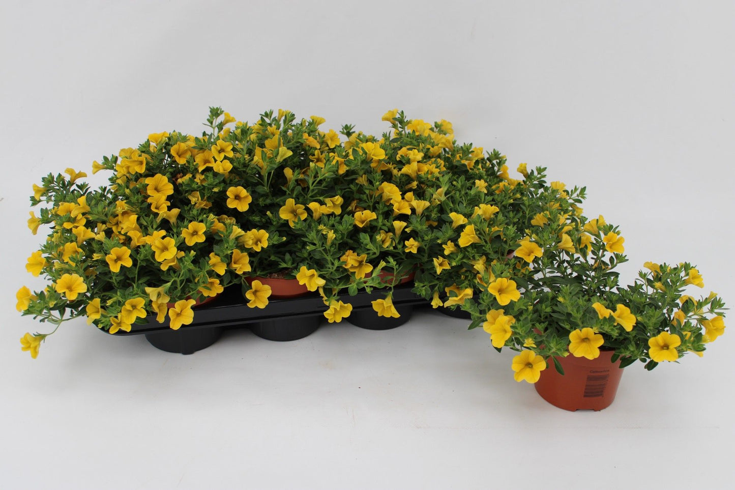 Calibrachoa Minifamous Yellow 15cm 13cm Pot