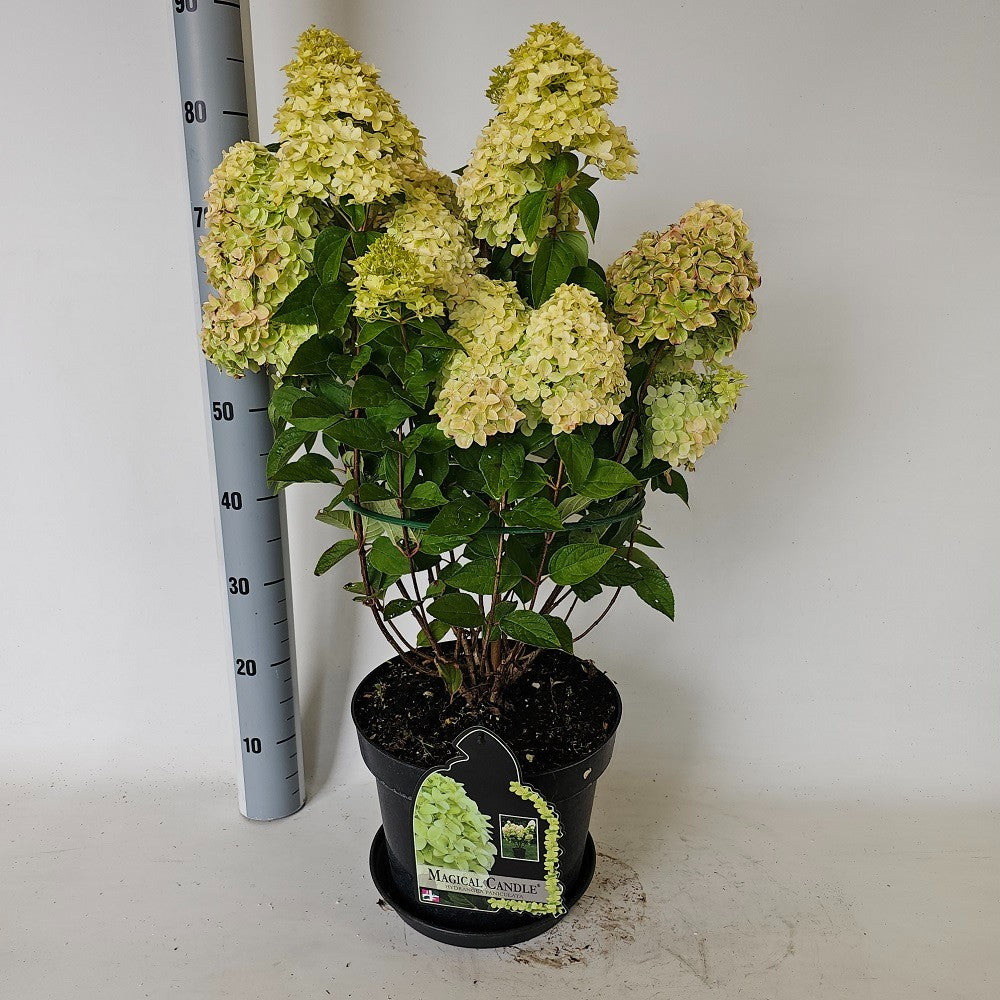 Hydrangea pan. Magical Candle 55cm 29cm Pot