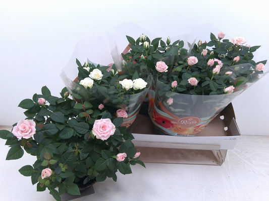 Rosa Favourite mix 30cm 20cm Pot