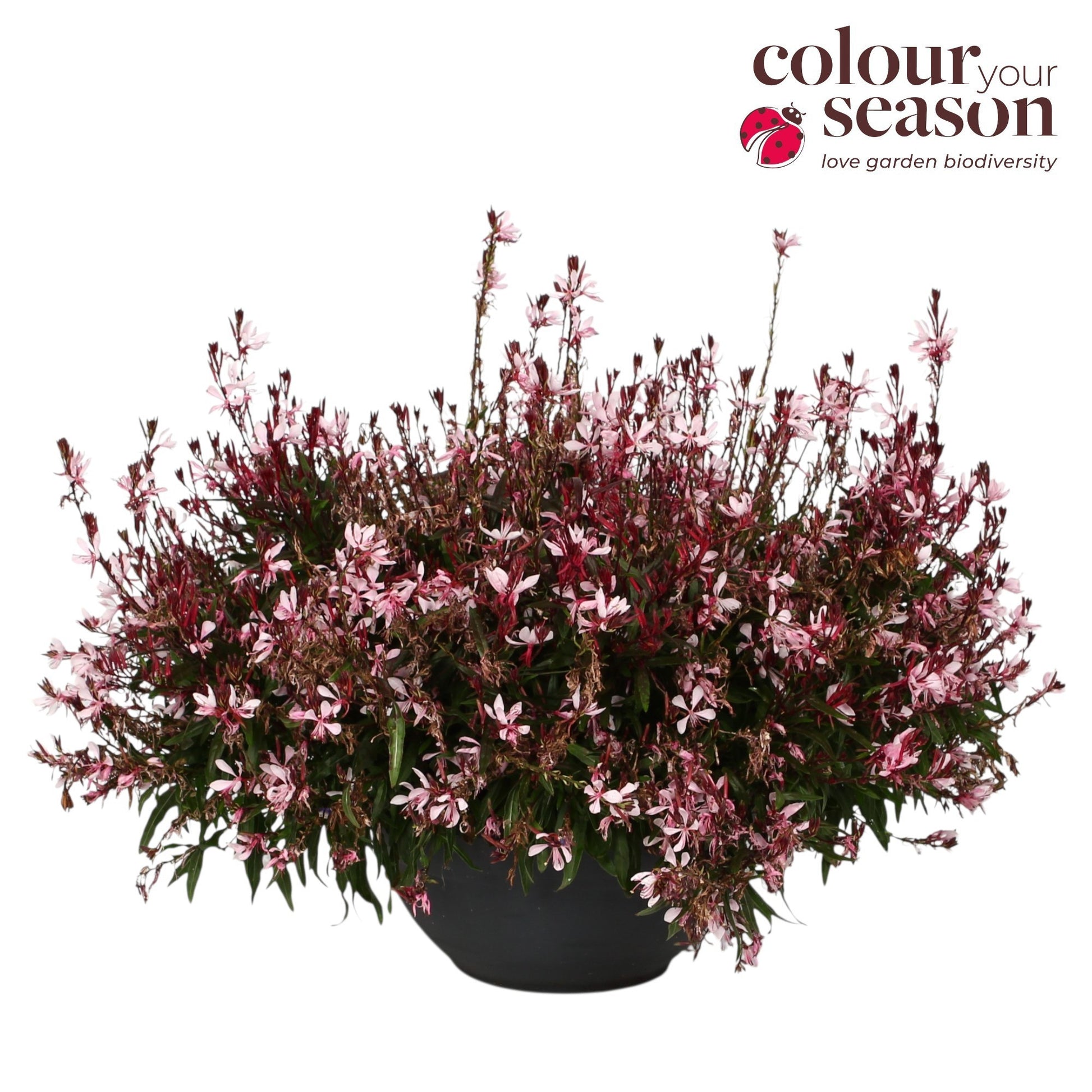 Gaura Gaudi Light Pink 70cm 30cm Pot