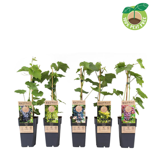 Vitis vinifera (White Grape) 50cm 15cm Pot