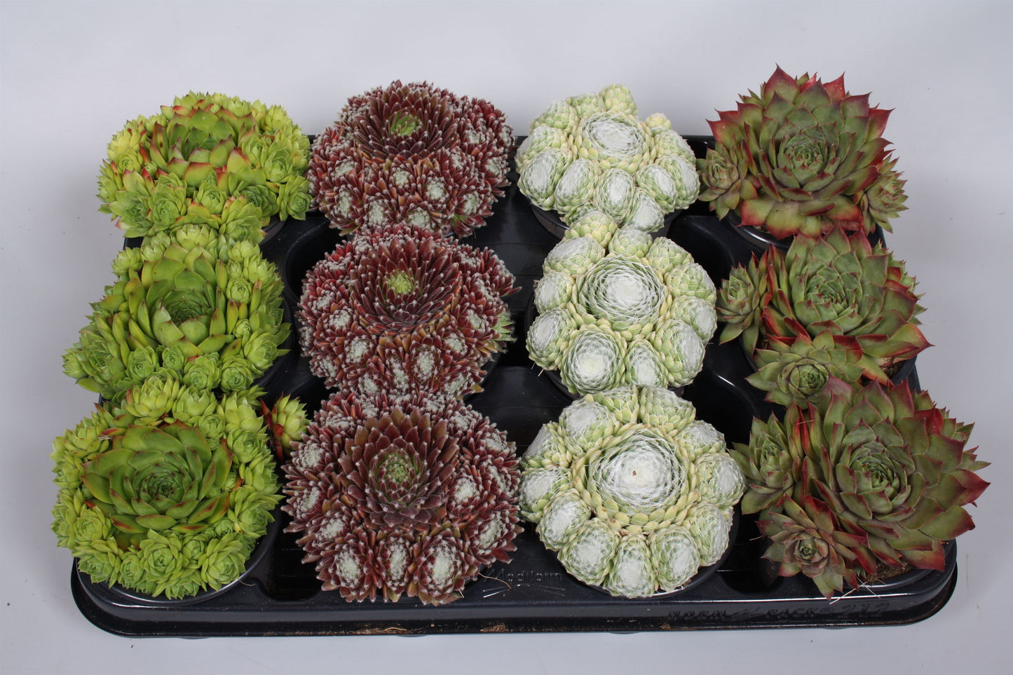 Sempervivum mix 5cm 9cm Pot