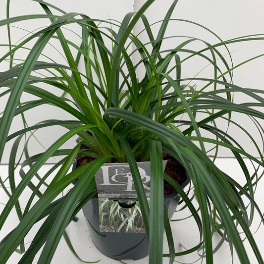 Carex Ribbon Falls 60cm 23cm Pot