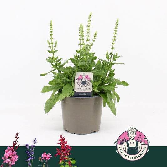 Salvia nem. Sensation White 35cm 17cm Pot