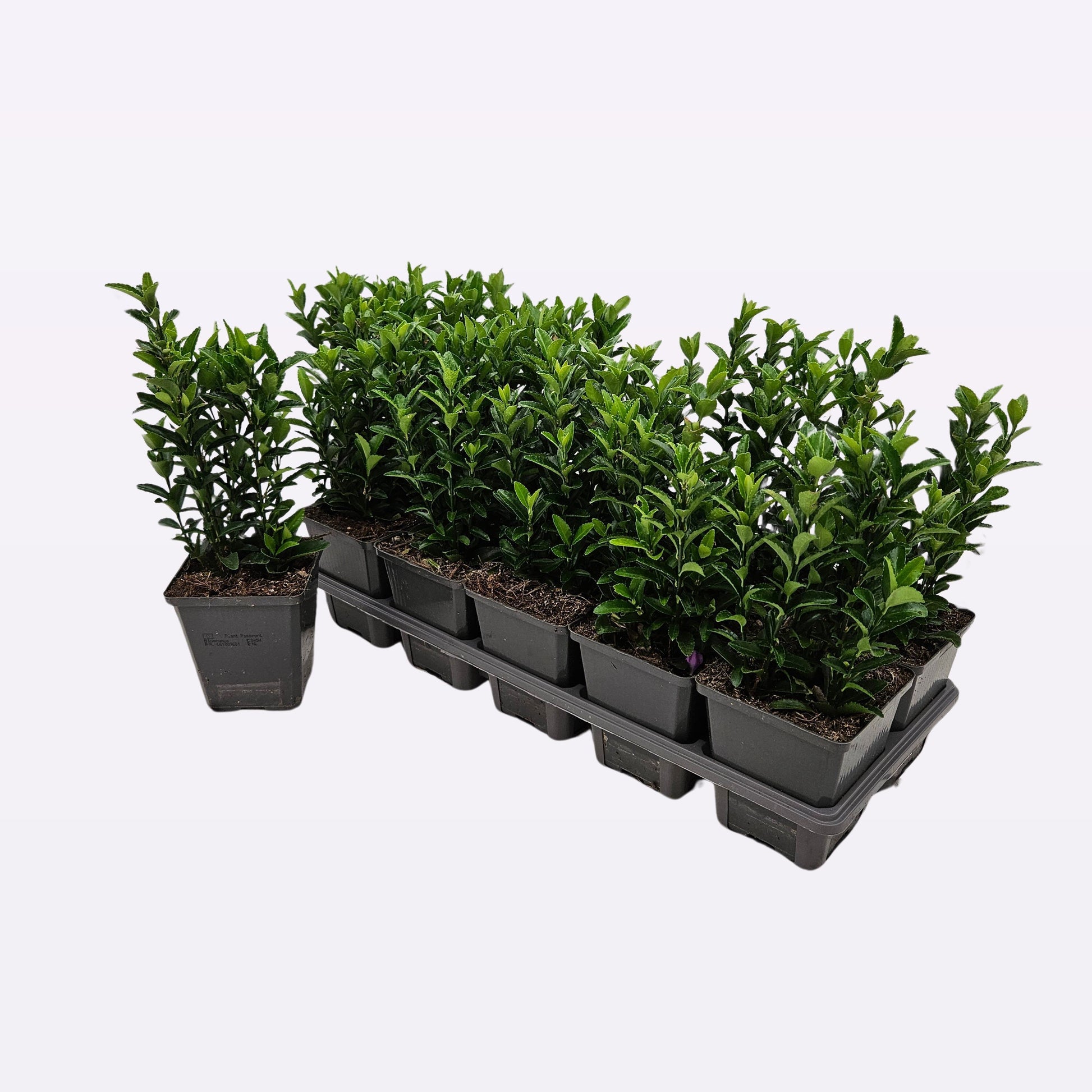 Euonymus jap. Green Spire 5cm 9cm Pot