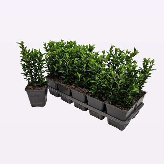 Euonymus jap. Green Spire 5cm 9cm Pot