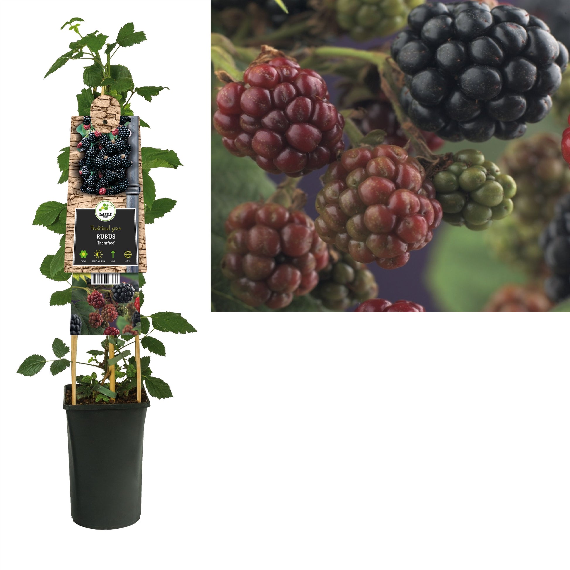 Rubus fru. Thornfree 75cm 17cm Pot
