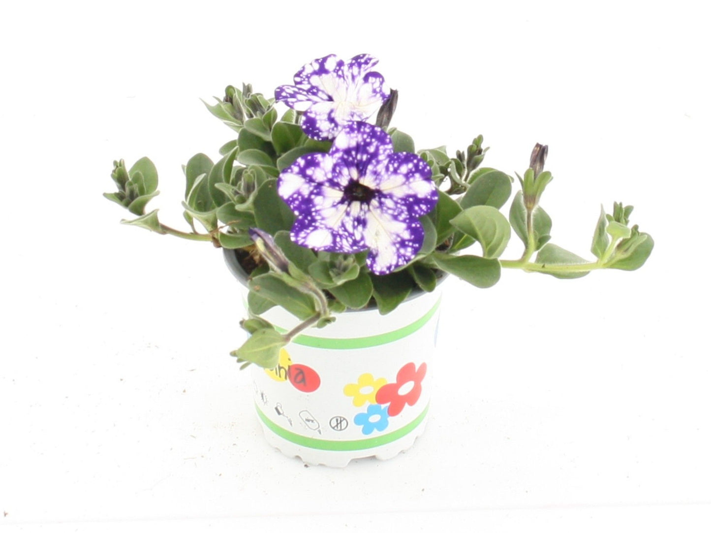 Petunia Night Sky 20cm 510cm Pot