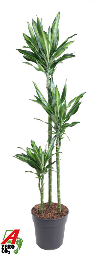 Dracaena frag. Cintho 90-60-30 140cm 24cm Pot