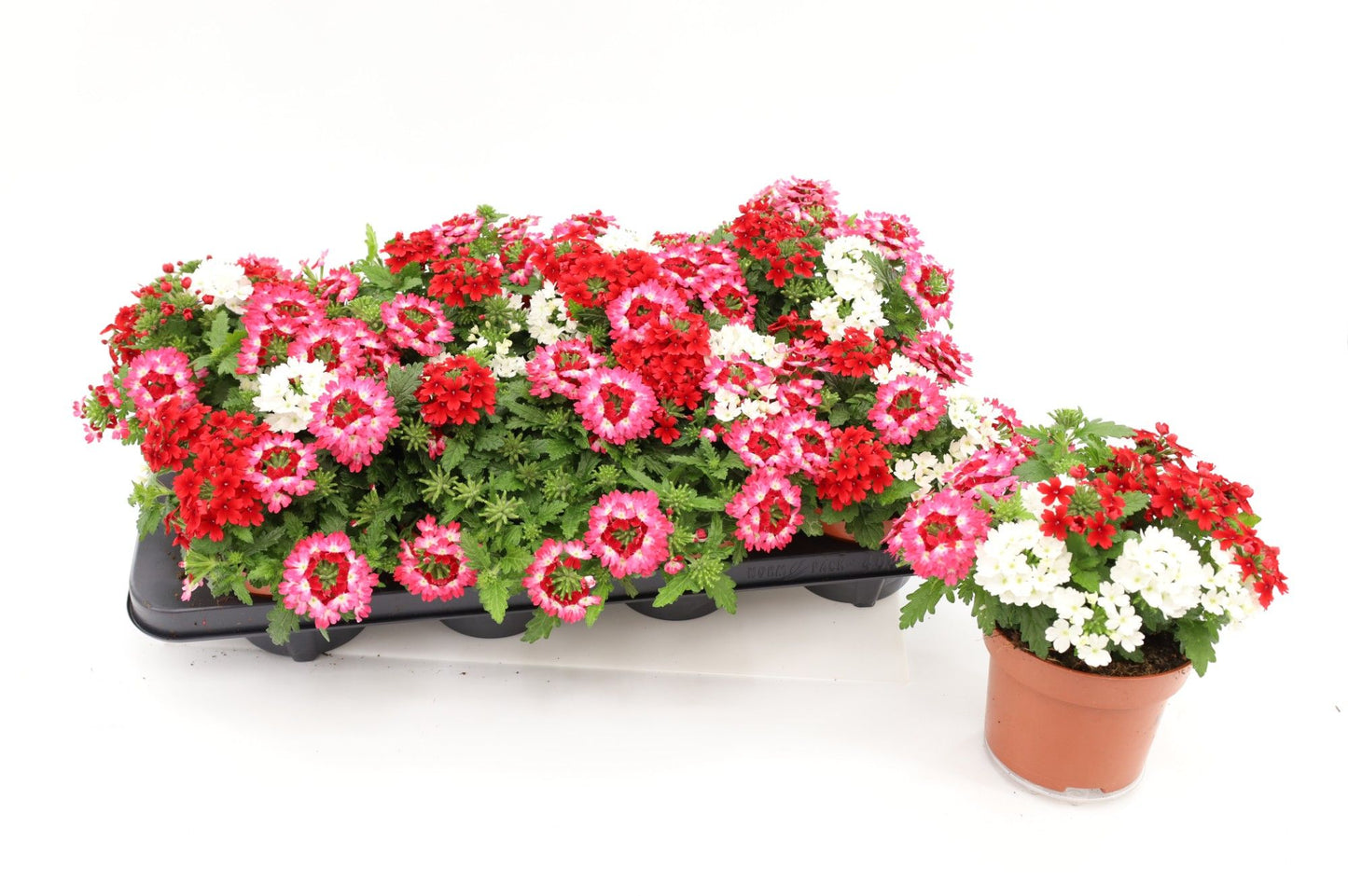 Verbena Trixie red shades 17cm 13cm Pot