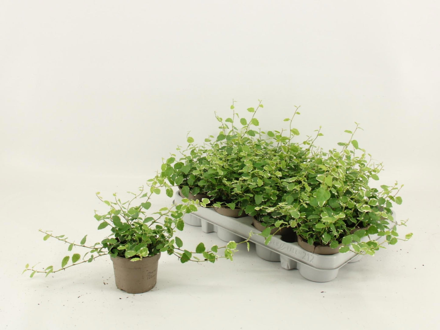 Amstelzicht BV Ficus pum. White Sunny Pack of 12