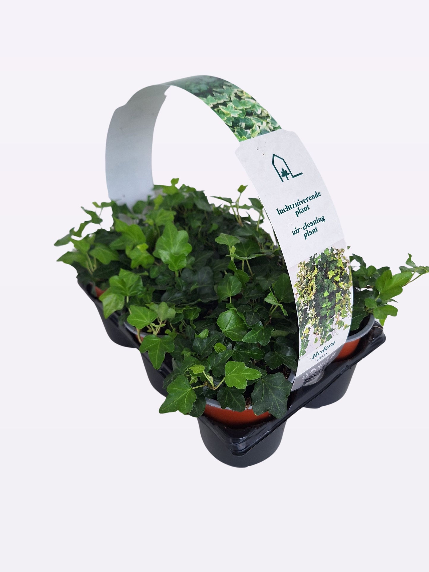 Hedera helix Wonder 9cm Pot