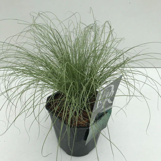 Carex coman Frosted Curls 30cm 17cm Pot