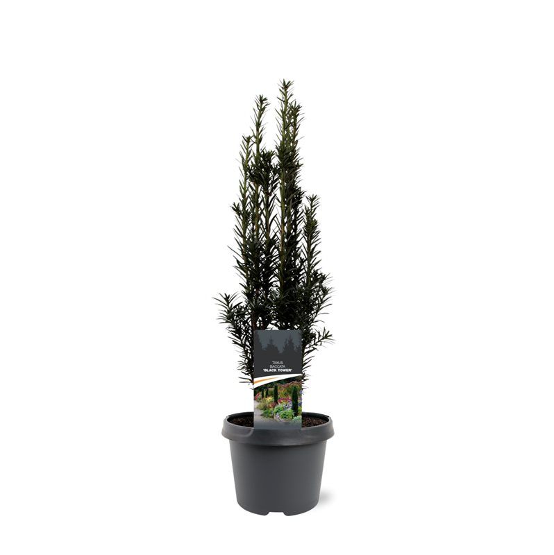 Taxus Black Tower 45cm 19cm Pot