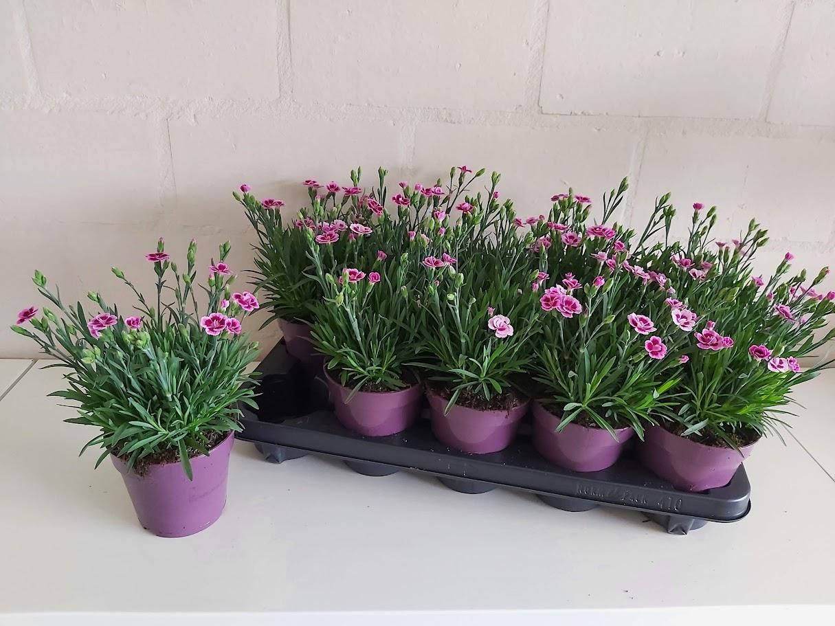 Dianthus Pink Kisses 26cm 12cm Pot