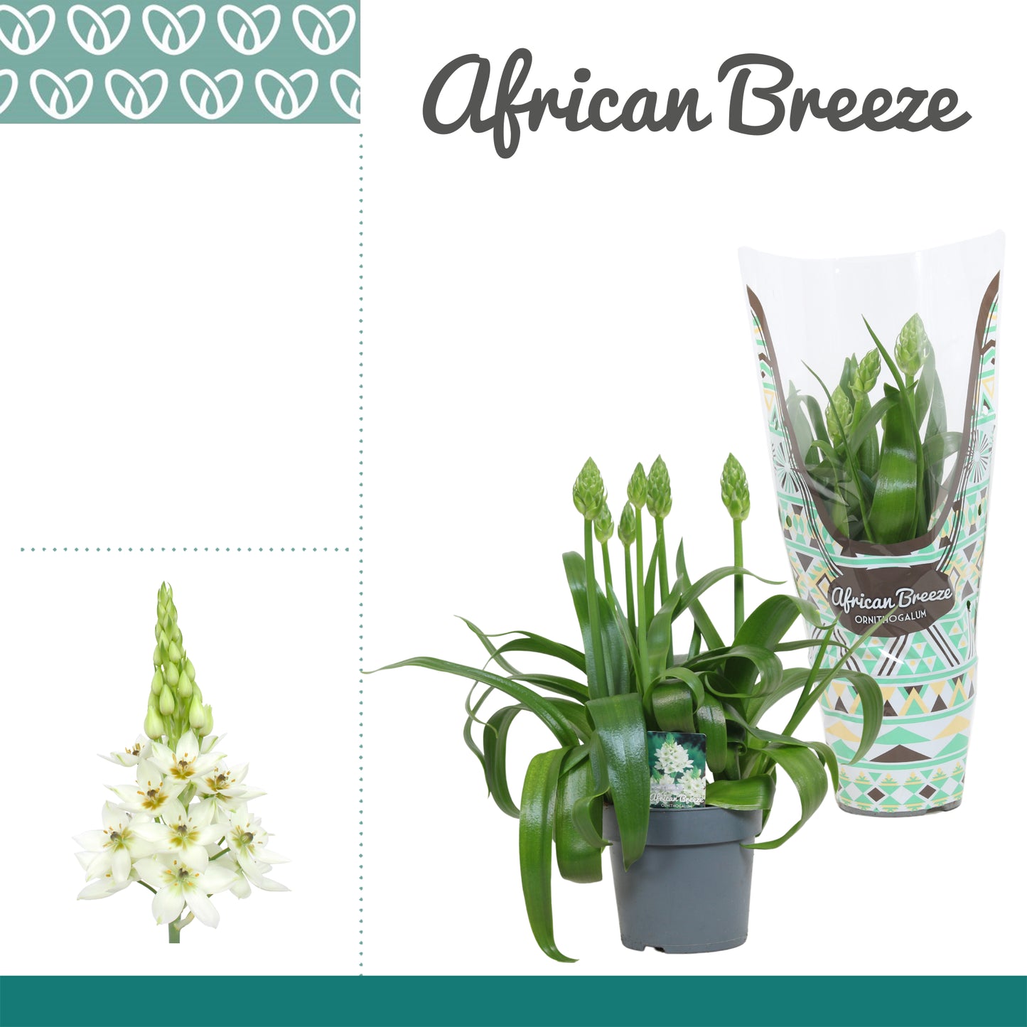 Ornithogalum thyrsoides 40cm 14cm Pot