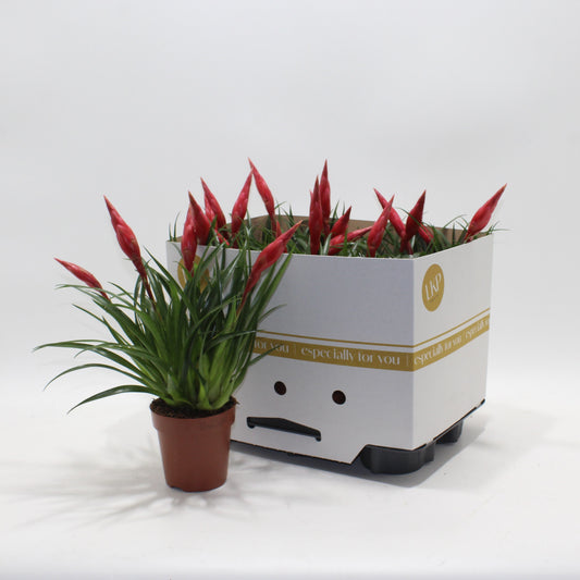Vriesea Astrid 35cm 12cm Pot