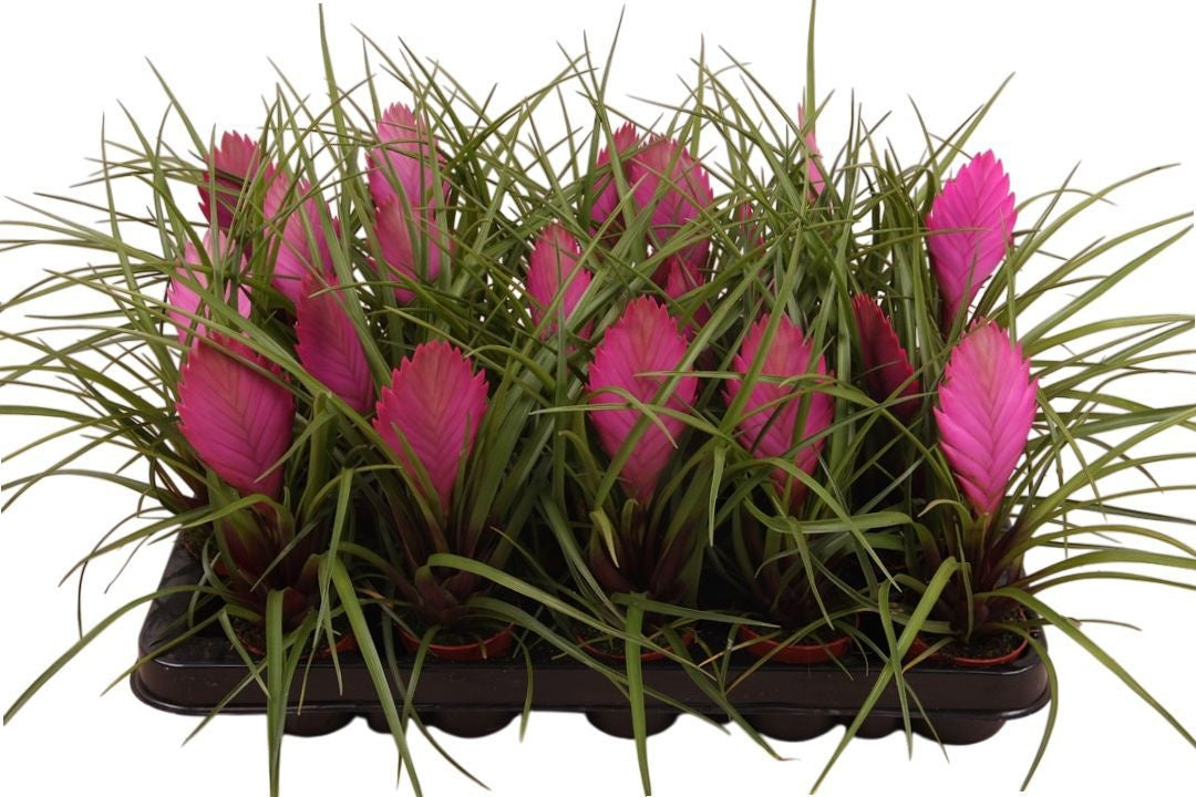 Tillandsia cyanea 15cm 5.5cm Pot