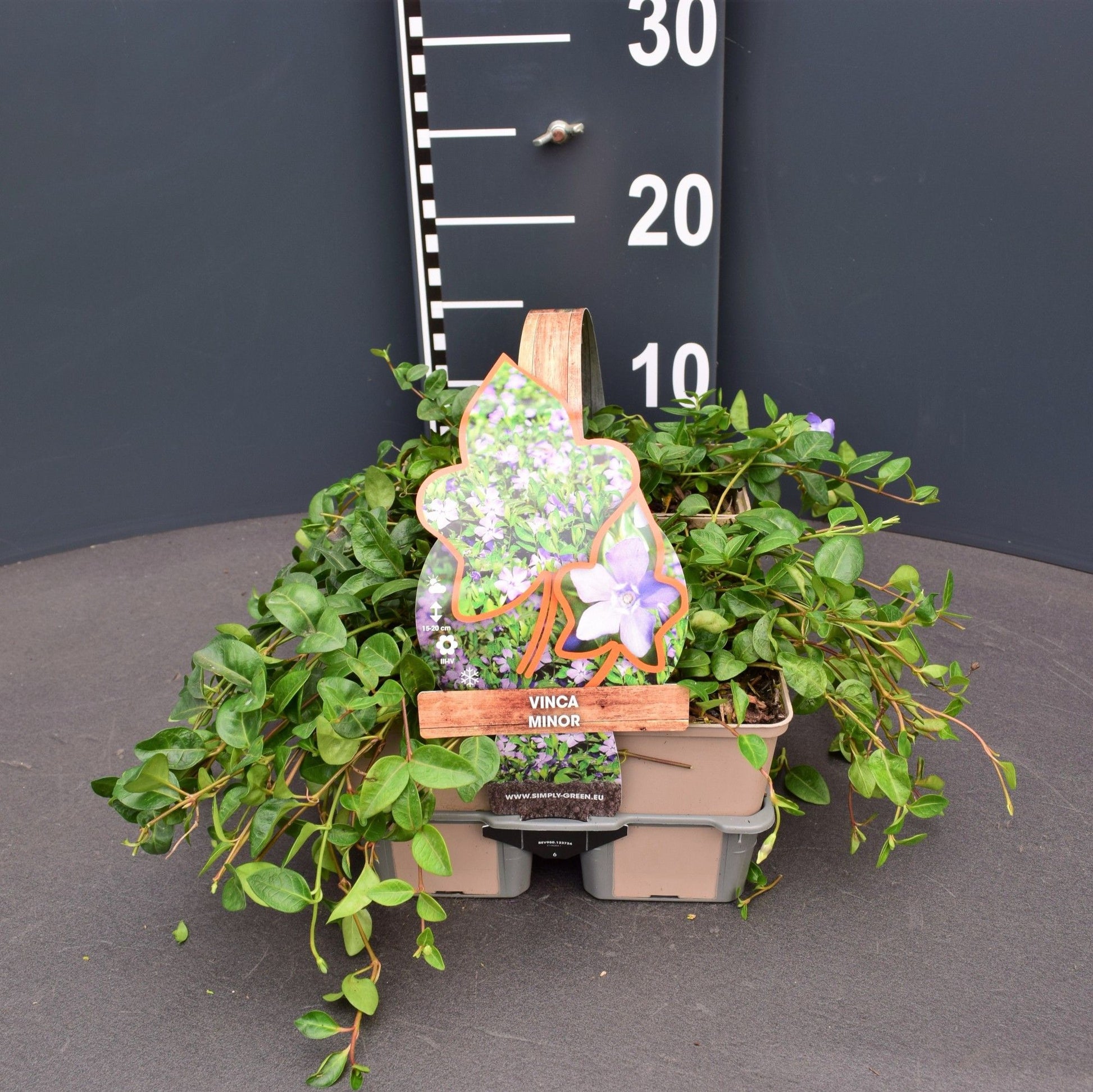 Vinca min. 6-pack 5cm 9cm Pot