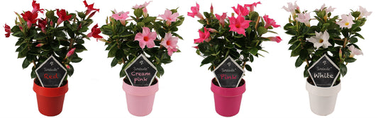 Mandevilla mix trellis 40cm 14cm Pot