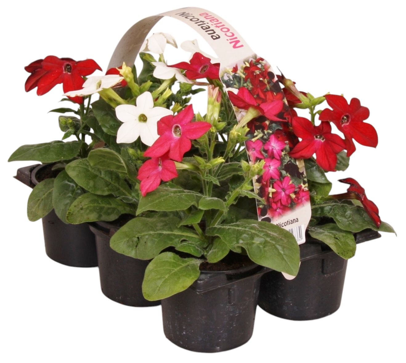 Nicotiana mix 15cm 9cm Pot