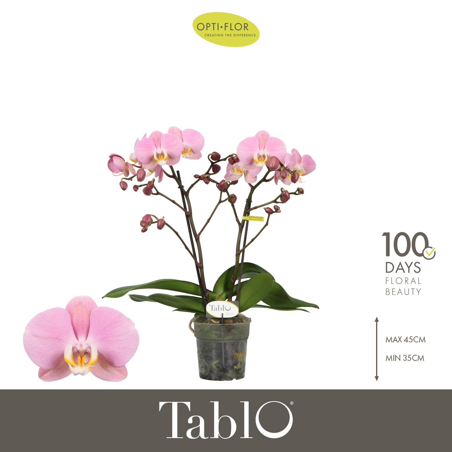 Phalaenopsis Tablo Cosmopolitan 40cm 12cm Pot