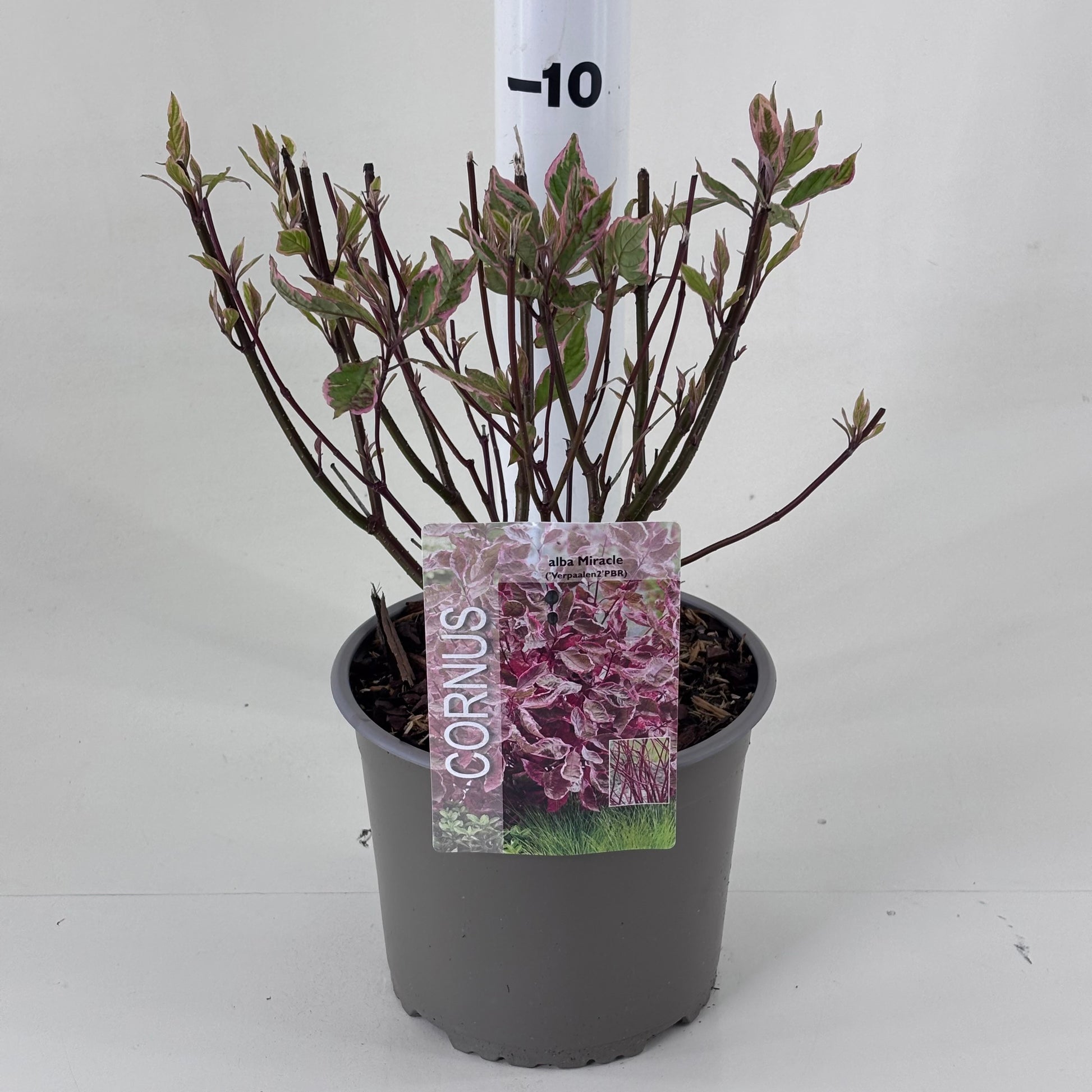 Cornus alba Miracle 30cm 19cm Pot